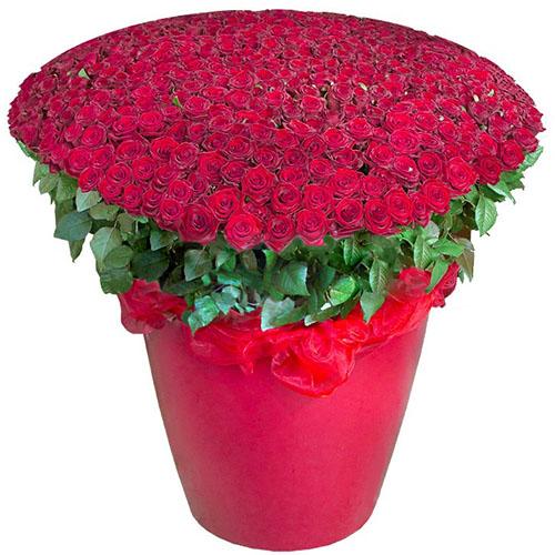 Фото товара 301 красная роза в большом вазоне в Мелитополе