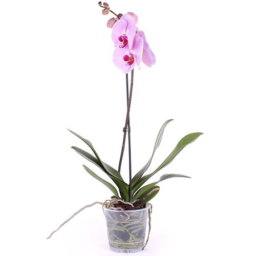 Фото товара Орхидея в Мелитополе